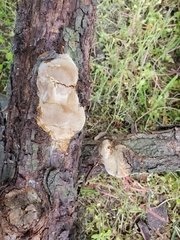 Phellinus pomaceoides