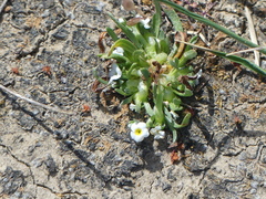 Plagiobothrys humistratus