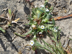 Plagiobothrys humistratus