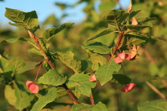 Euonymus miniata