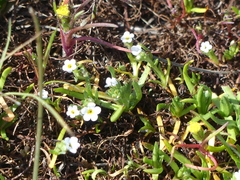 Plagiobothrys humistratus