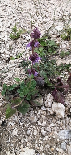 Whorled Clary (Salvia verticillata)