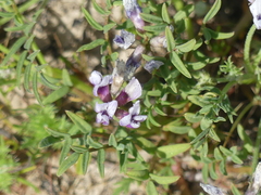 Astragalus tener