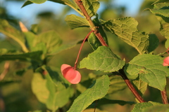 Euonymus miniata