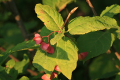 Euonymus miniata