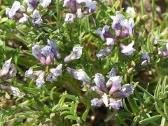 Astragalus tener