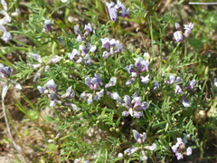 Astragalus tener