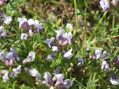 Astragalus tener