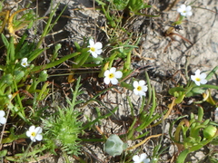 Plagiobothrys humistratus