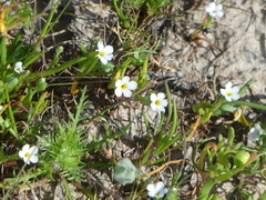 Plagiobothrys humistratus