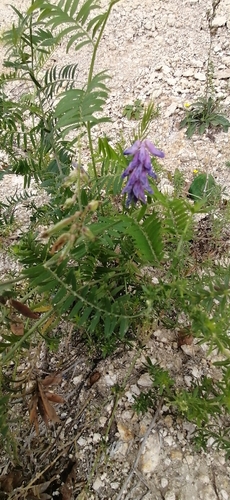tufted vetch (Vicia cracca)