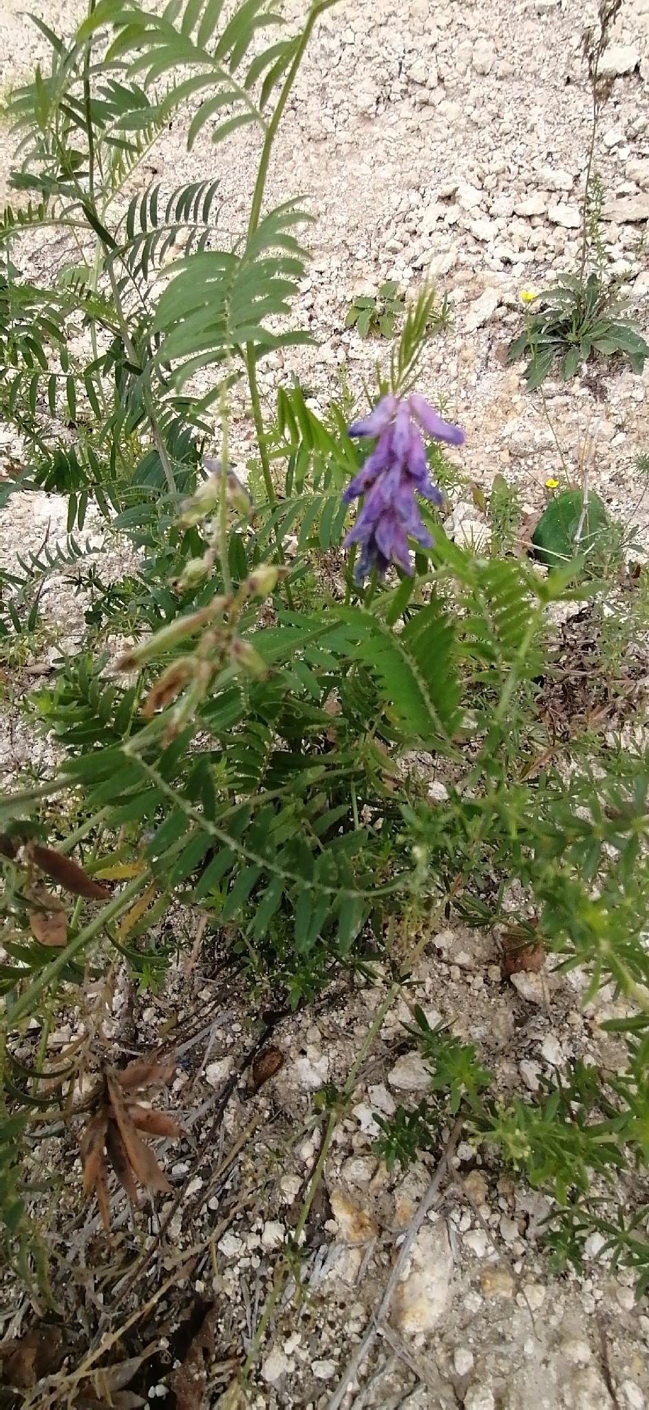 Tufted Vetch (Vicia cracca)