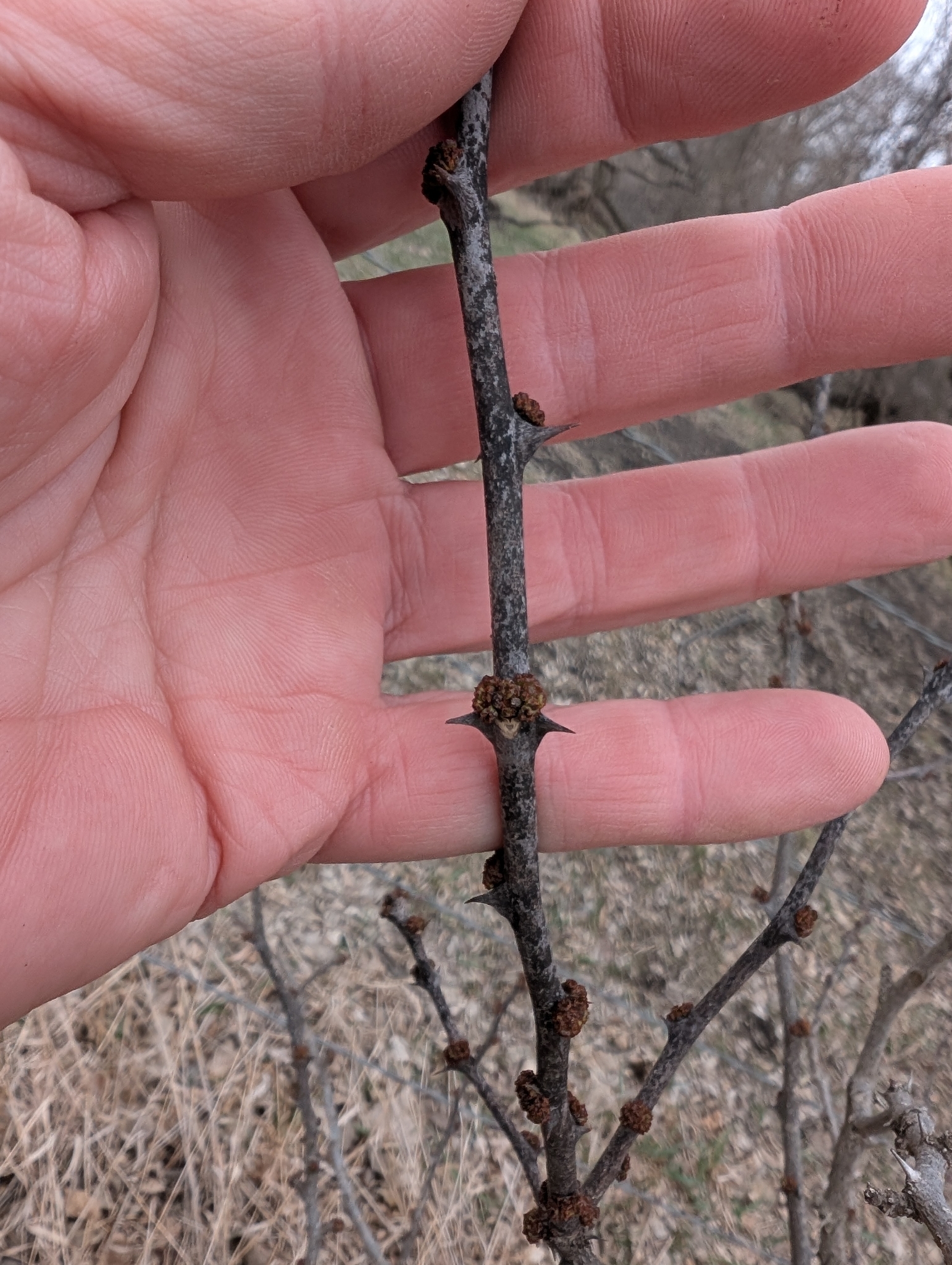 Common Pricklyash (Zanthoxylum americanum)