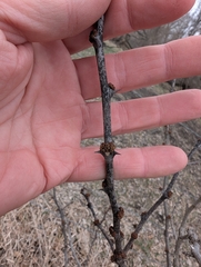 Gemeiner Dornenstrauch (Zanthoxylum americanum)