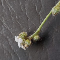 Plagiobothrys tenellus