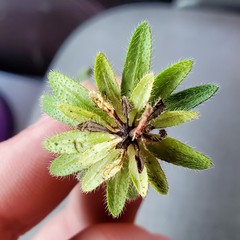 Plagiobothrys tenellus