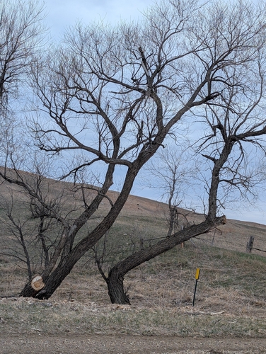 Peachleaf Willow (Salix amygdaloides)
