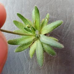 Plagiobothrys tenellus