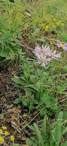 Italian Aster (Aster amellus)