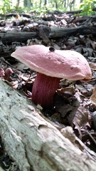 Boletus rubroflammeus