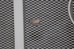 Protorthodes melanopis