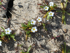 Plagiobothrys humistratus
