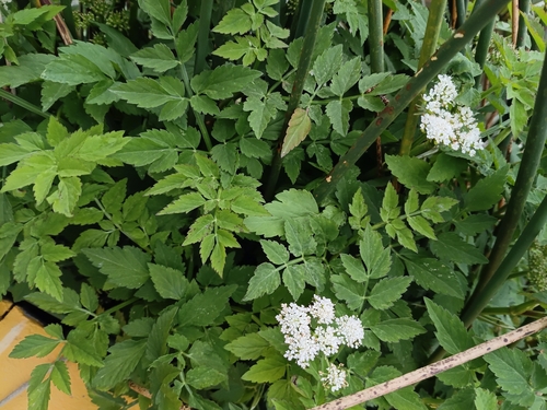 water parsley (Oenanthe sarmentosa)