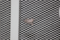 Protorthodes melanopis