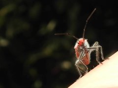 Thunbergia marginata