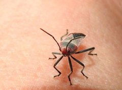 Thunbergia marginata