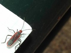 Thunbergia marginata