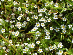 Plagiobothrys humistratus