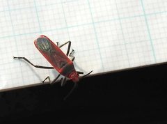 Thunbergia marginata