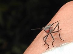 Thunbergia marginata