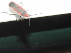 Thunbergia marginata