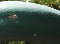 Thunbergia marginata