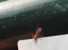 Thunbergia marginata