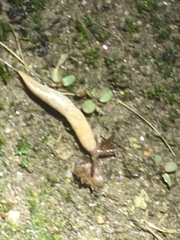 Deroceras reticulatum