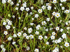 Plagiobothrys humistratus