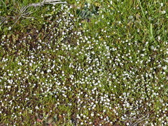 Plagiobothrys humistratus