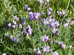 Astragalus tener