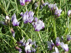 Astragalus tener