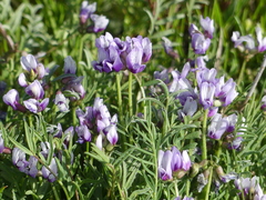Astragalus tener