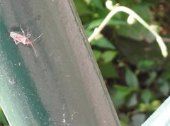 Thunbergia marginata