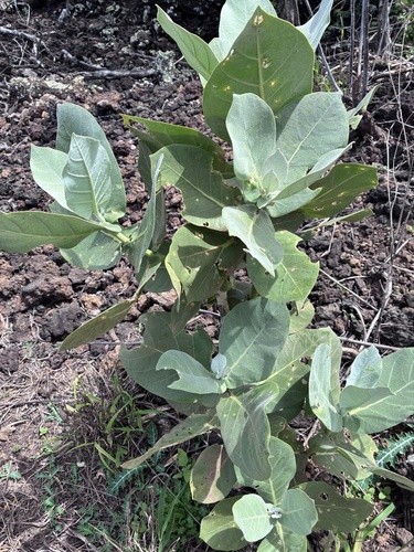 Calotropis procera observed 2026-04-06