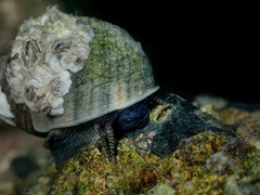 Littorina littorea