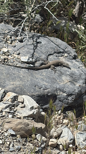 iNaturalist observation photo of Western Whiptail