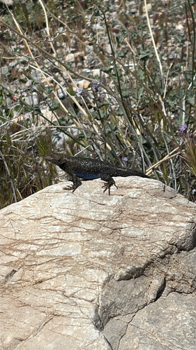 iNaturalist observation photo of Western Fence Lizard