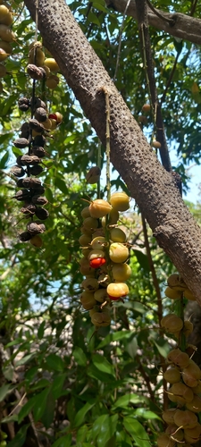Alchornea cordifolia
