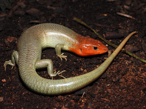 Gilbert's Skink